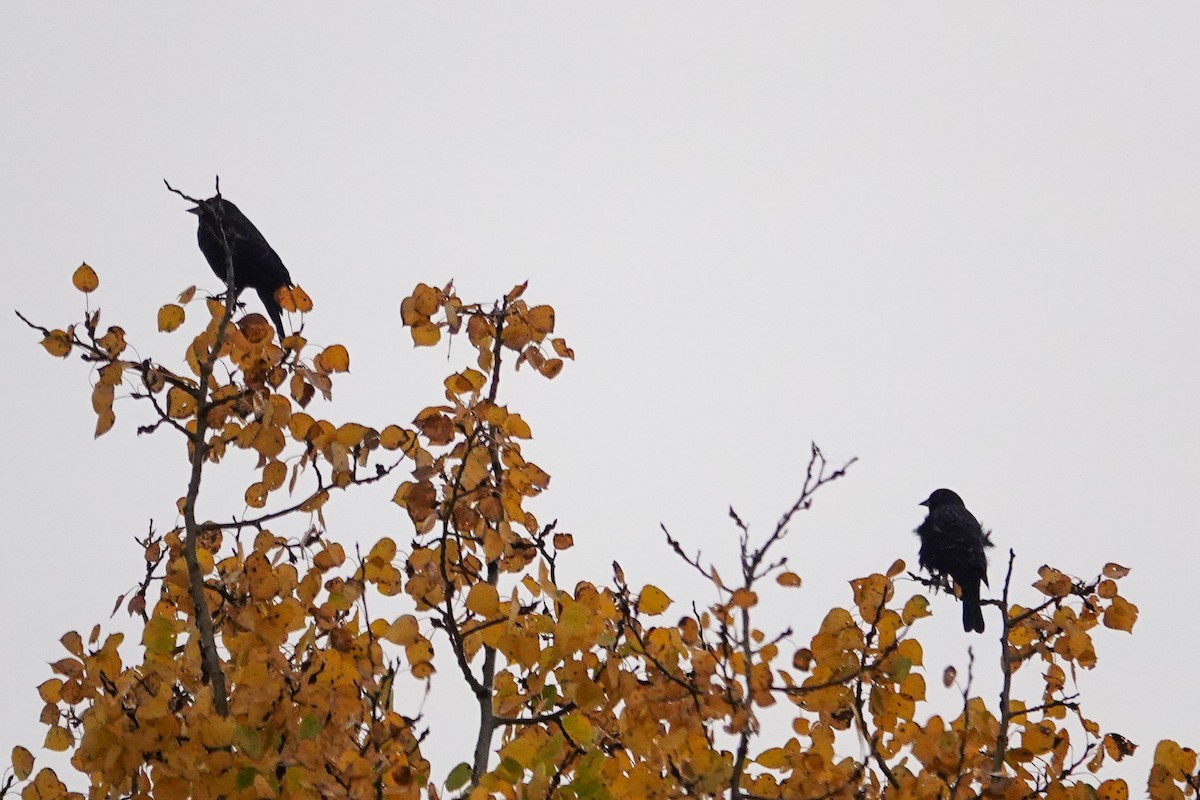Red-winged Blackbird - ML642941582