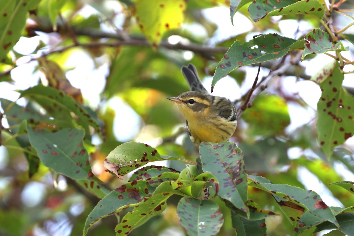 Blackburnian Warbler - ML642941583