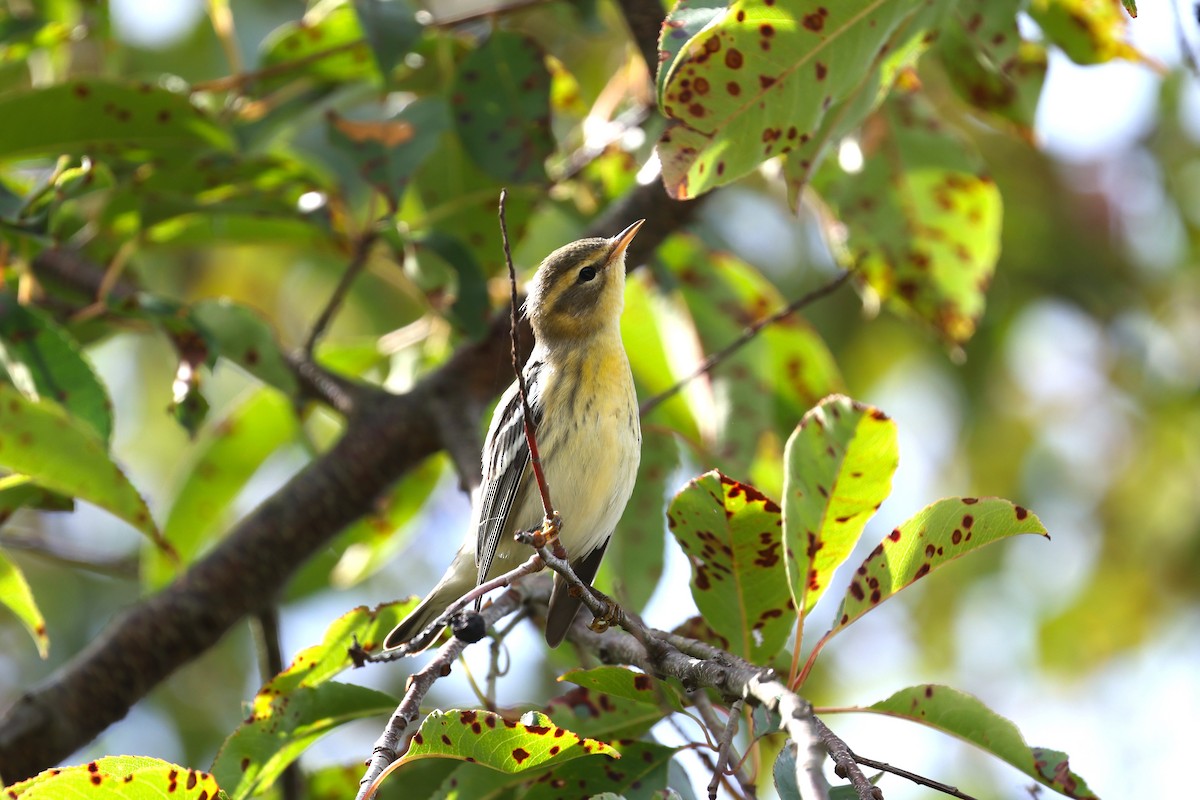 Blackburnian Warbler - ML642941584