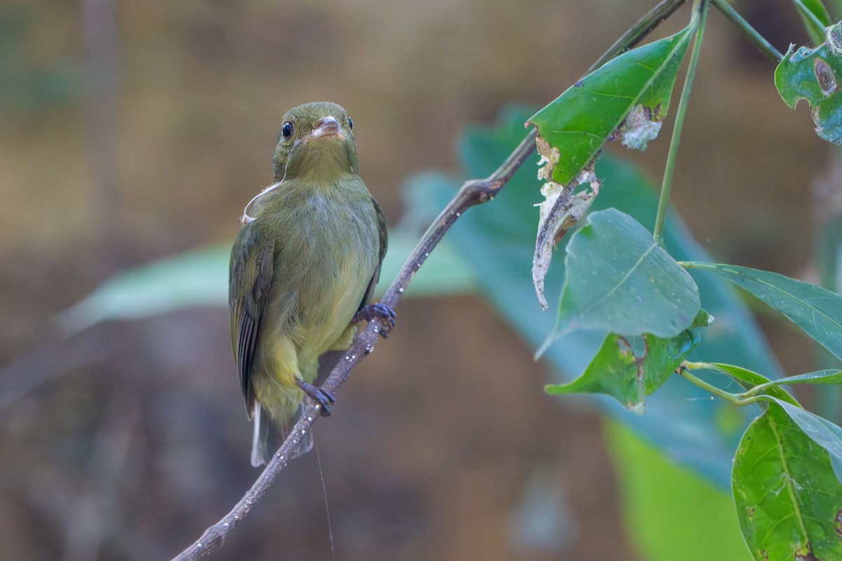 Manakin à cuisses jaunes - ML642941585