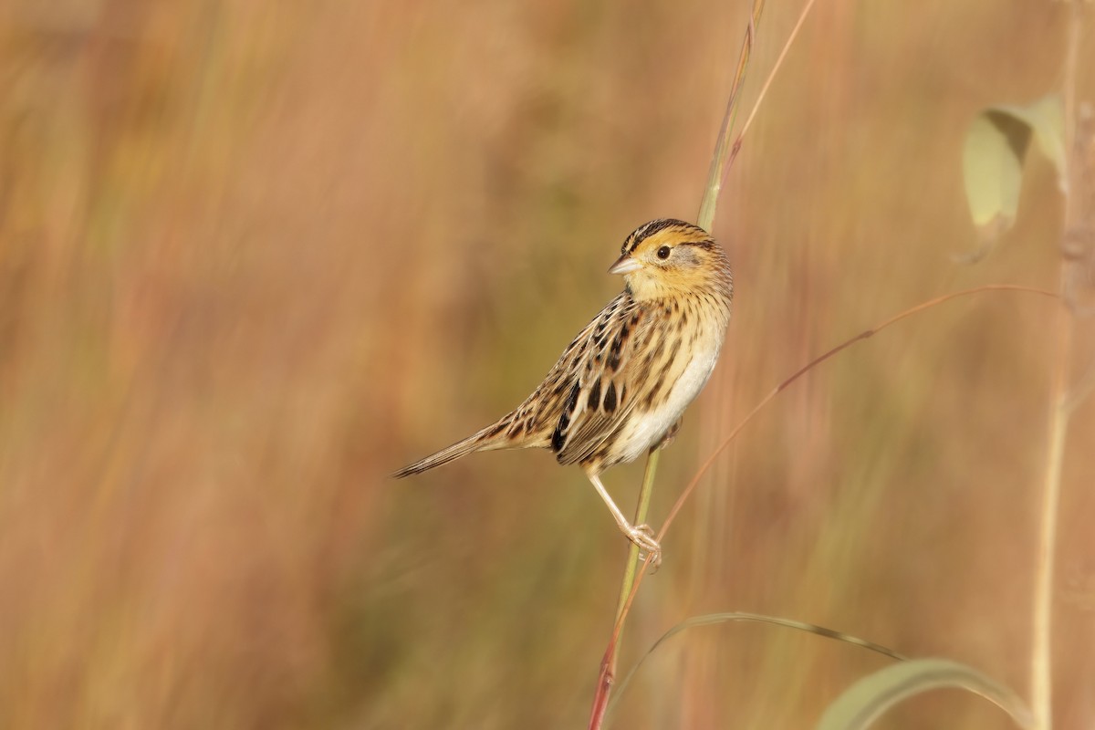 LeConte's Sparrow - ML642941587