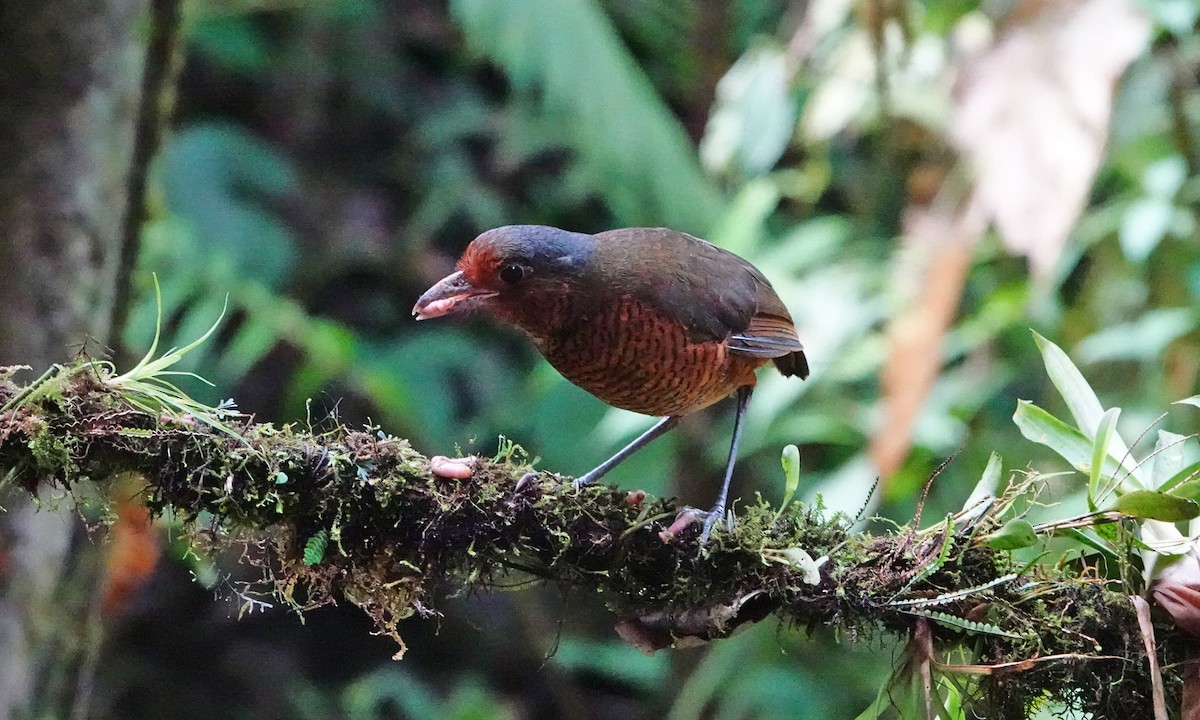 Giant Antpitta - ML642941588