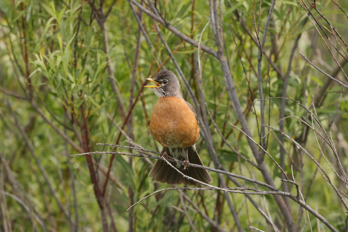American Robin - ML642941590