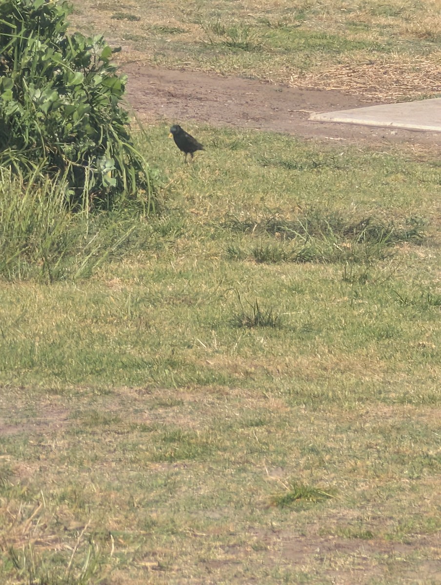 European Starling - ML642941591