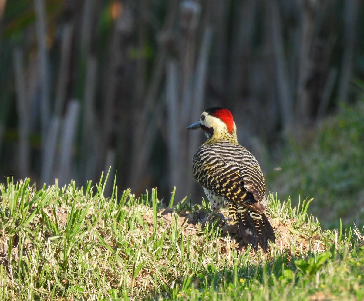 Green-barred Woodpecker - ML642941592