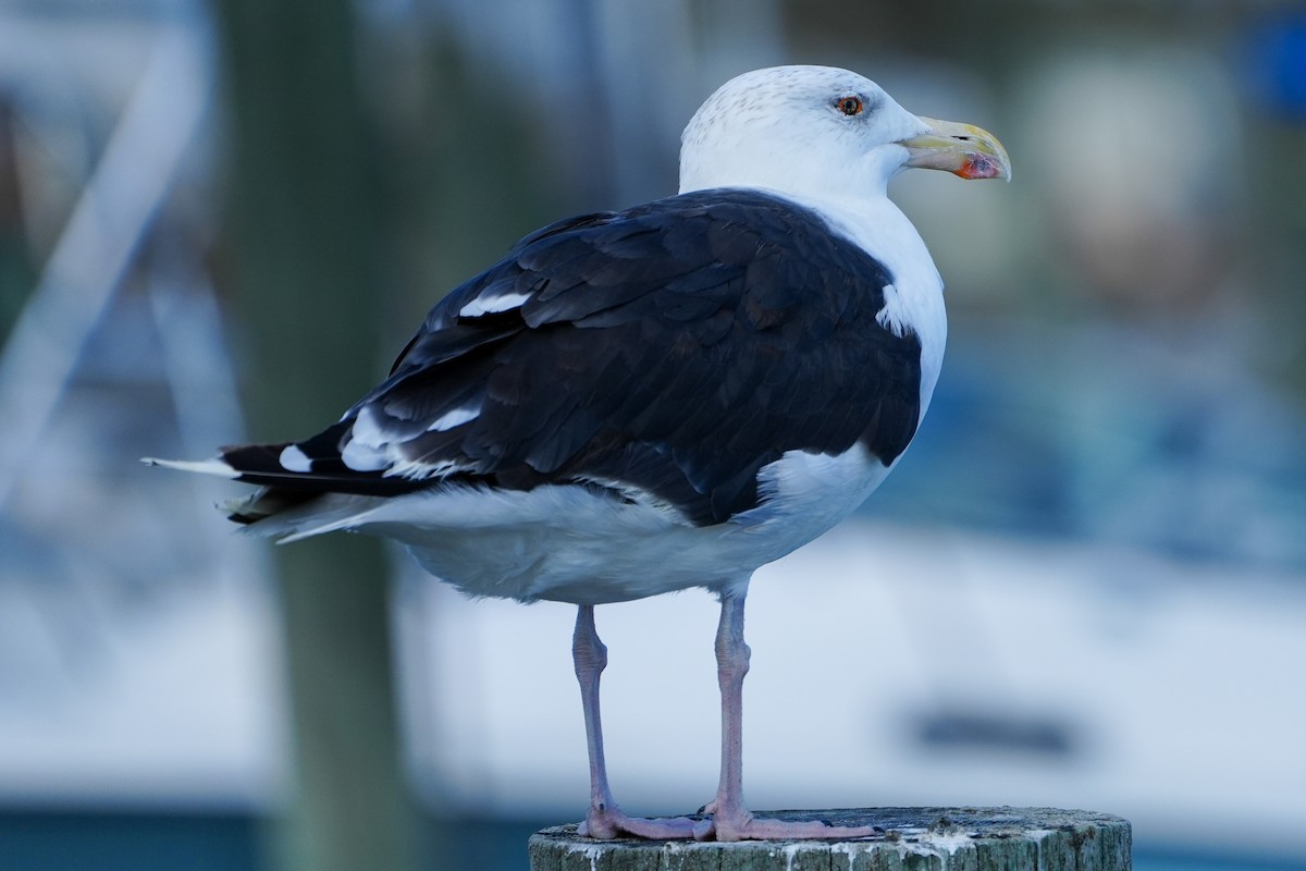 Great Black-backed Gull - ML642941593
