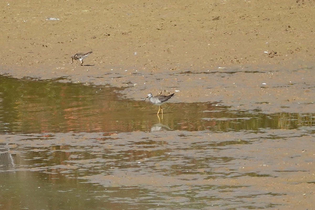 Greater Yellowlegs - ML642941594