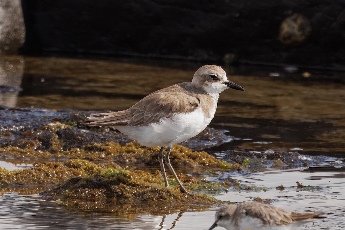 Greater Sand-Plover - ML642941595