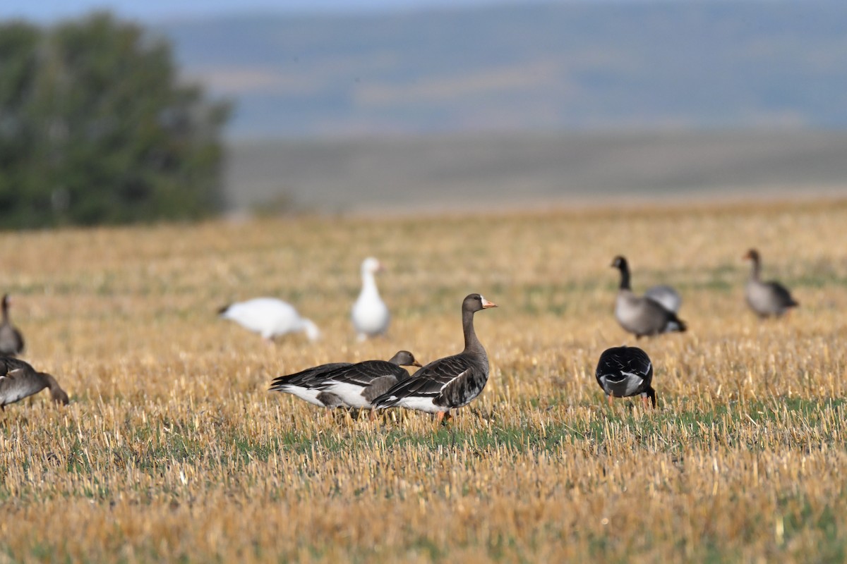 Greater White-fronted Goose - ML642941598