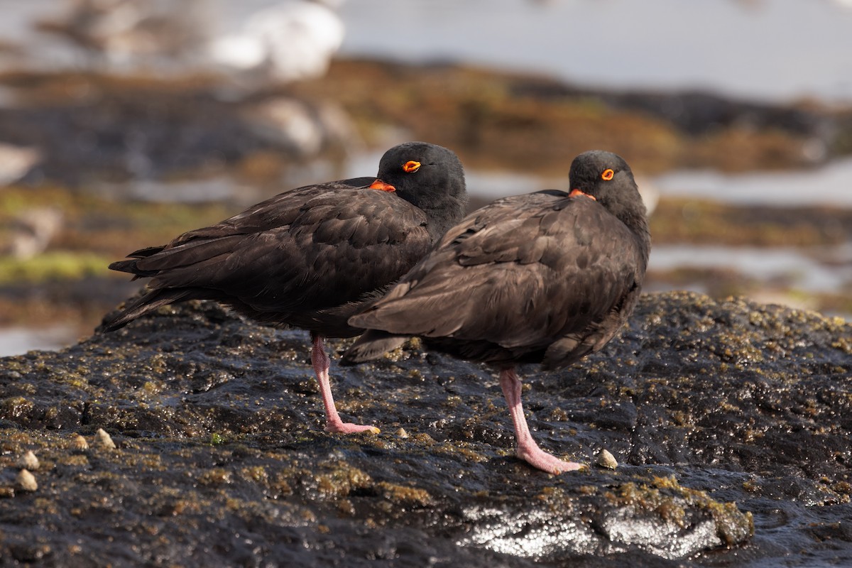 Sooty Oystercatcher - ML642941599
