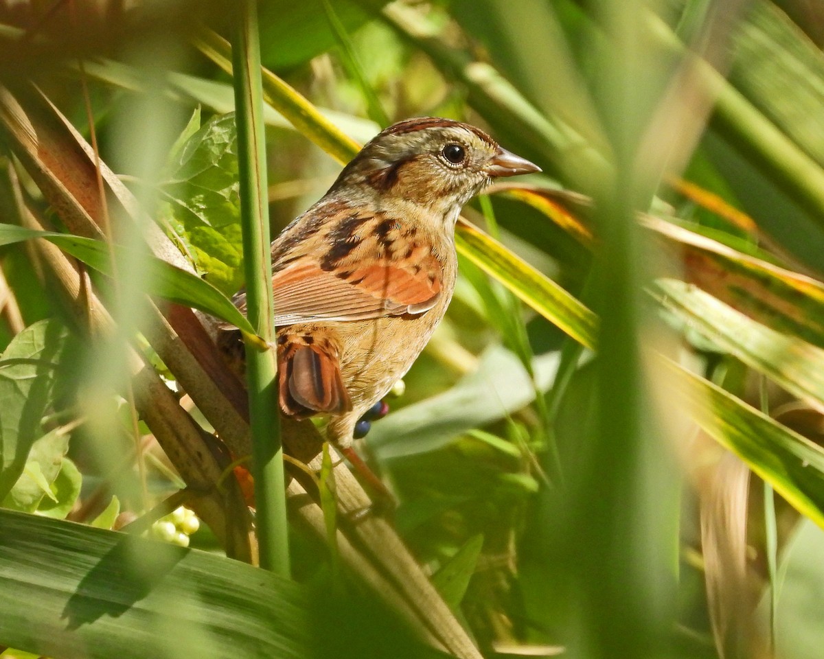 Swamp Sparrow - ML642941600