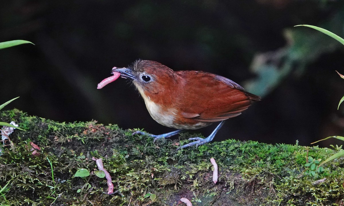 Yellow-breasted Antpitta - ML642941601