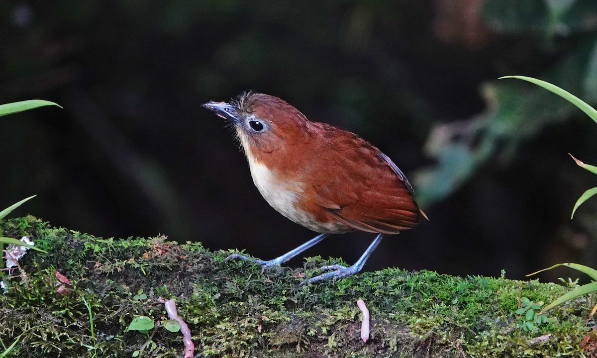 Yellow-breasted Antpitta - ML642941615