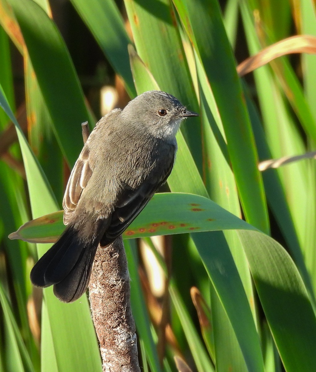 Sooty Tyrannulet - ML642941616