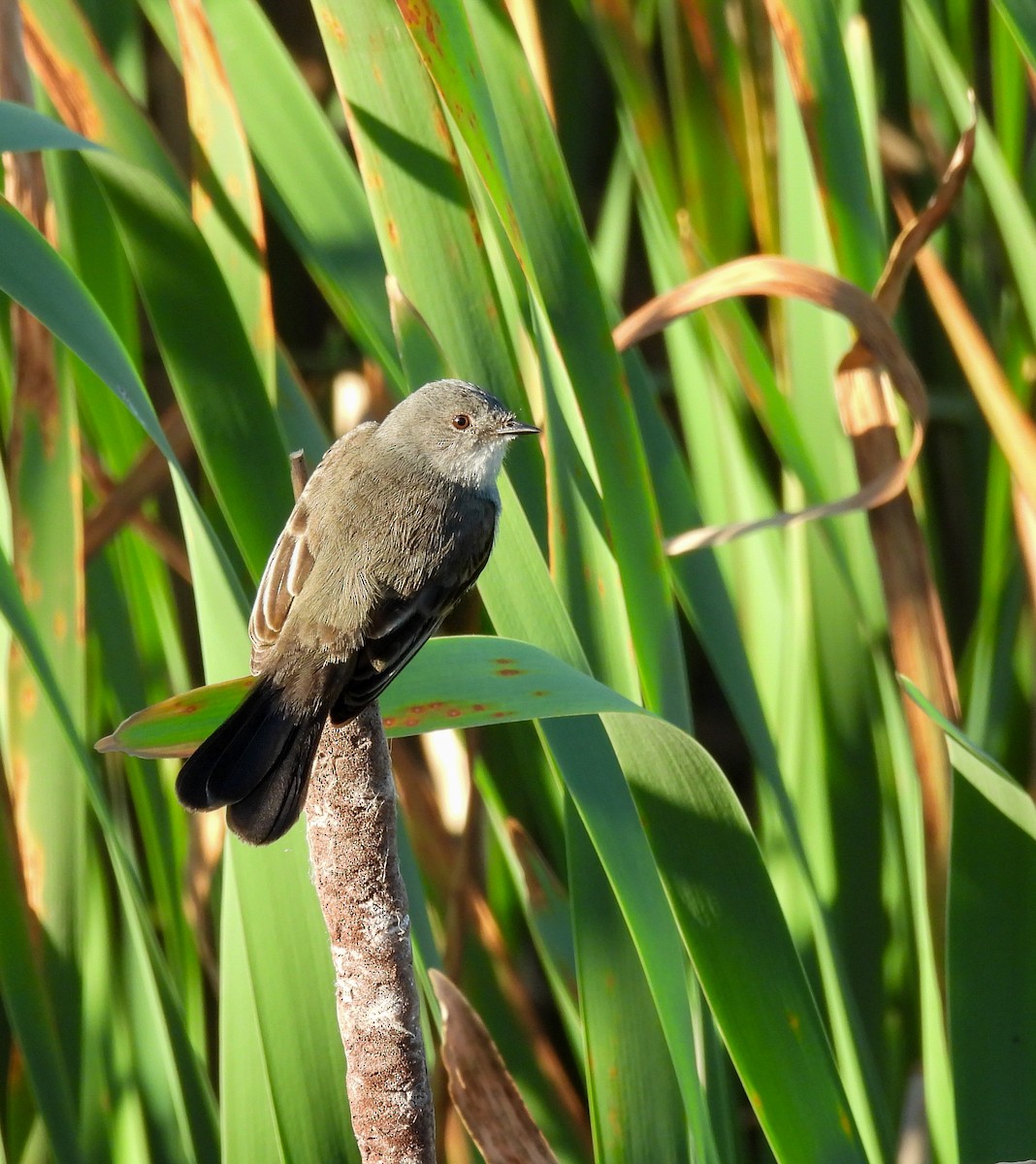 Sooty Tyrannulet - ML642941617