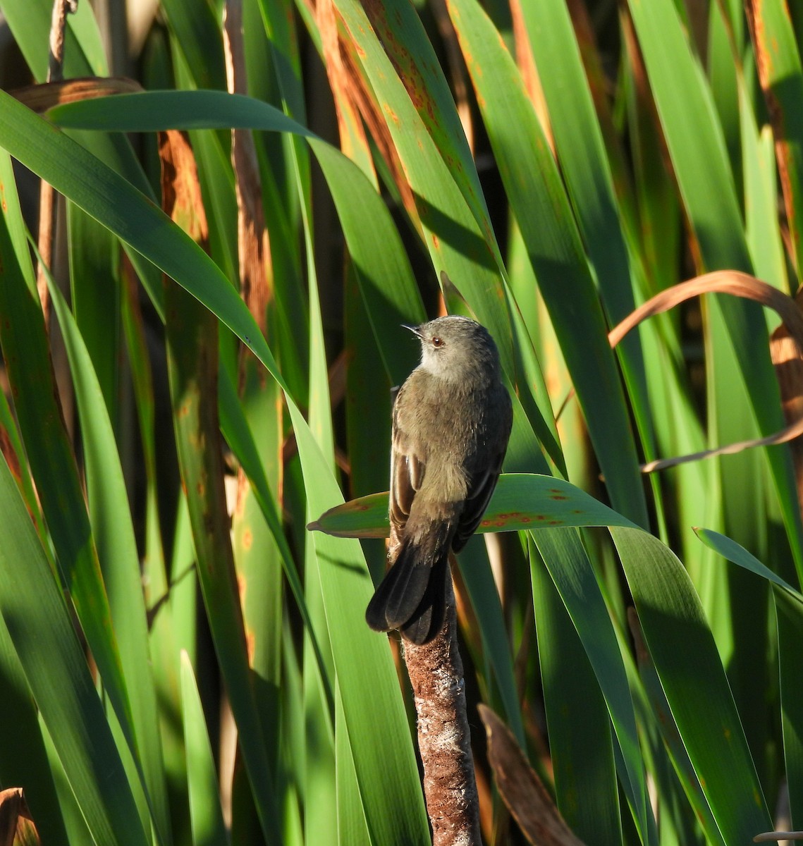 Sooty Tyrannulet - ML642941618