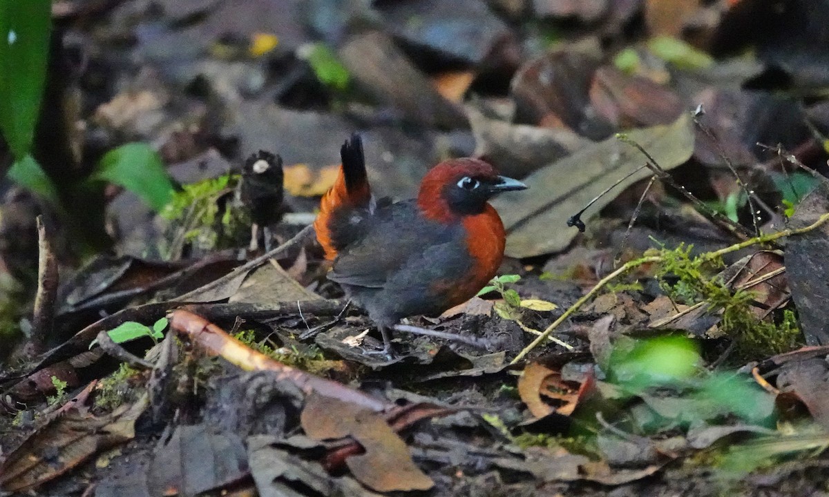 Rufous-breasted Antthrush - ML642941652