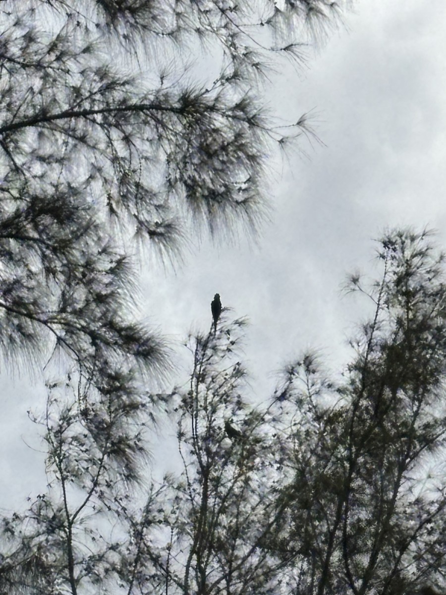 Chestnut-fronted Macaw - ML642941655
