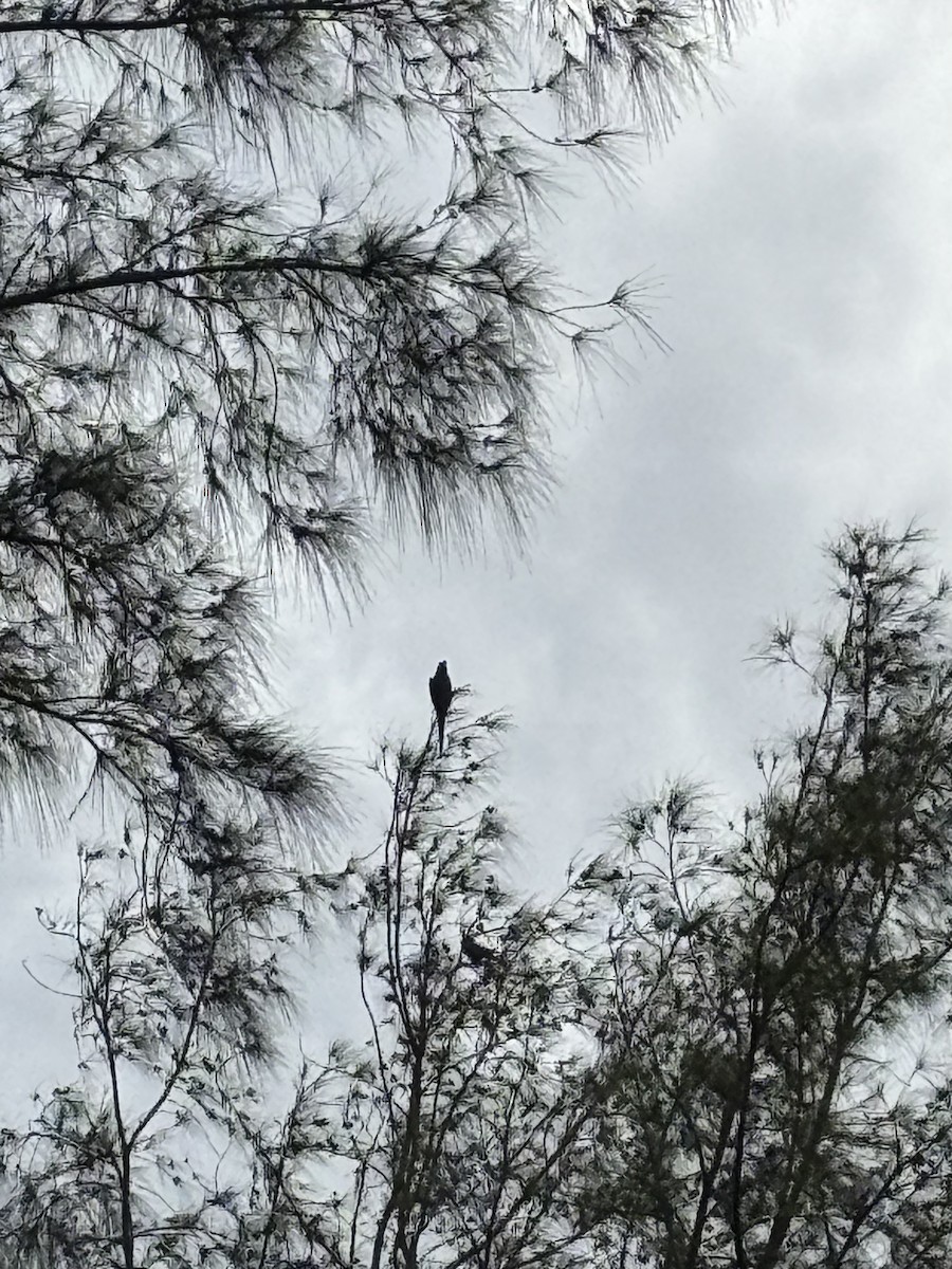 Chestnut-fronted Macaw - ML642941656