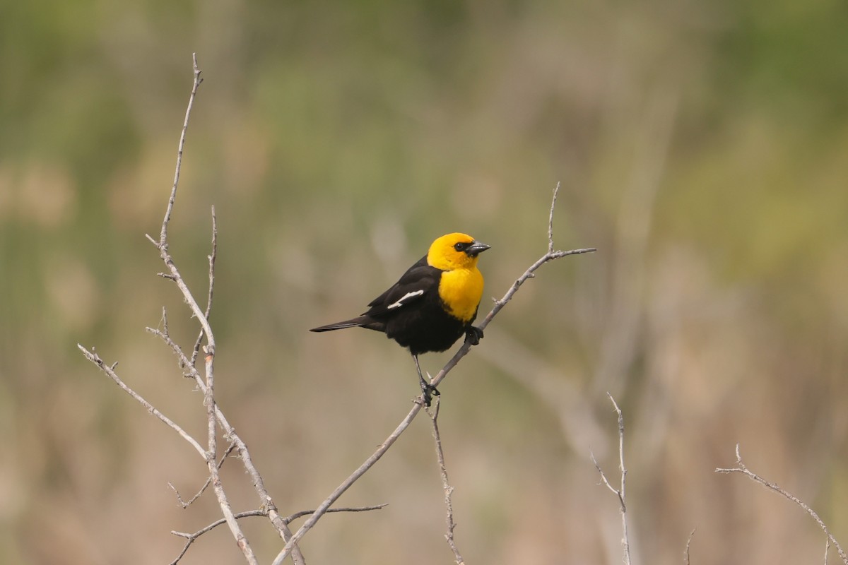 Yellow-headed Blackbird - ML642941657