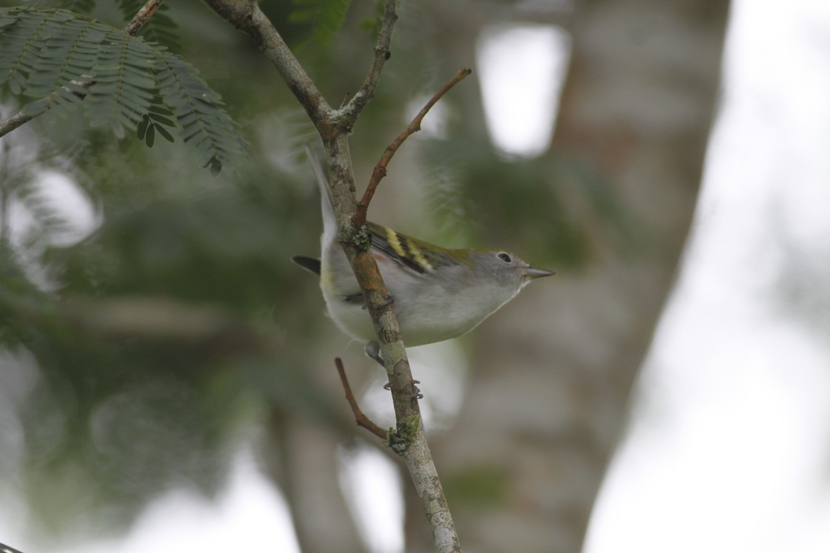 Chestnut-sided Warbler - ML642941659