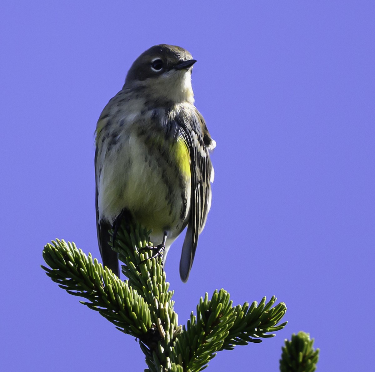 Yellow-rumped Warbler - ML642941692