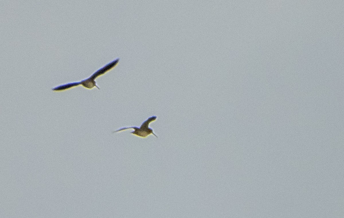 Wilson's Snipe - ML642941694
