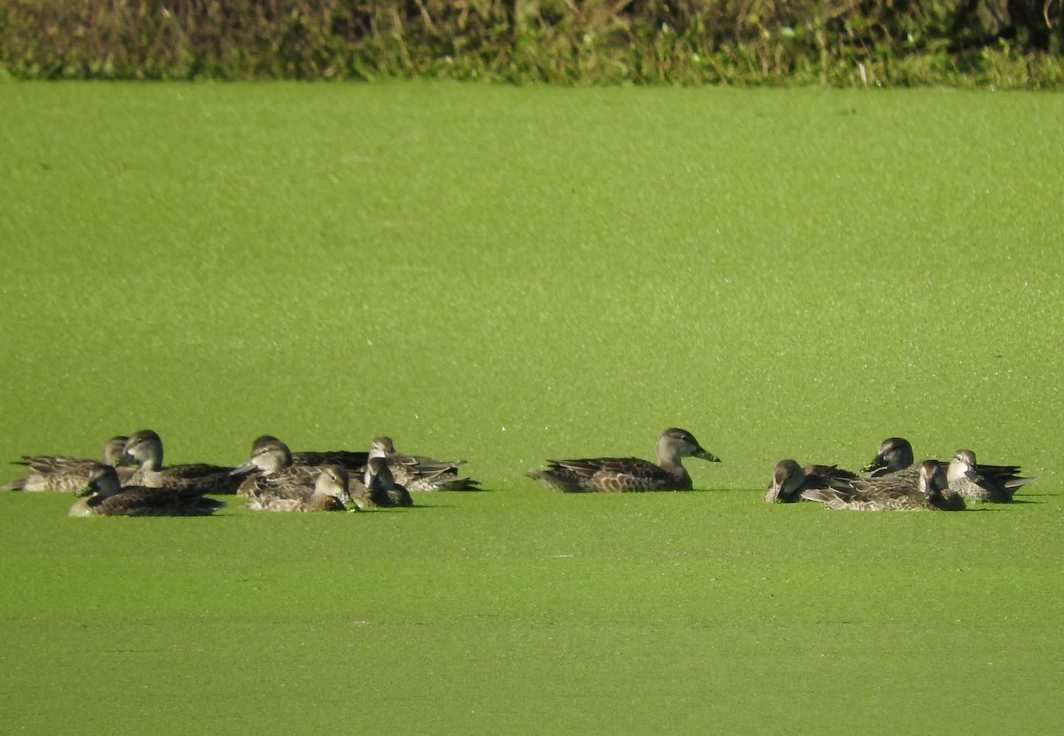 Blue-winged Teal - ML642941700