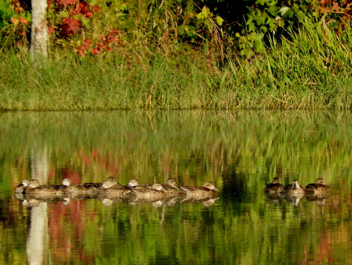 Blue-winged Teal - ML642941701