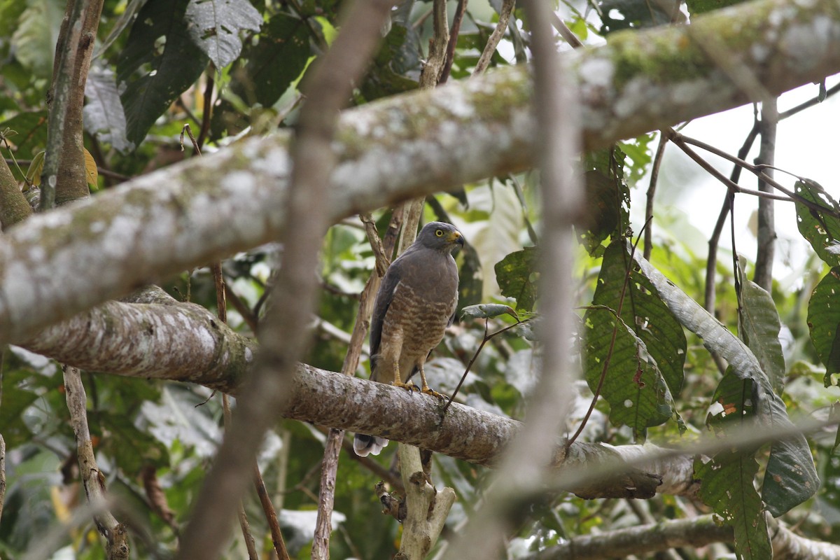 Roadside Hawk - ML642941707