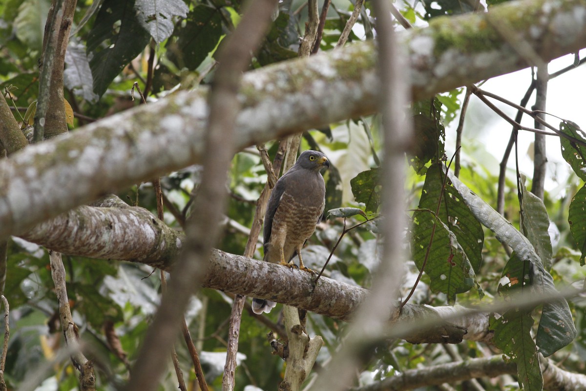 Roadside Hawk - ML642941709