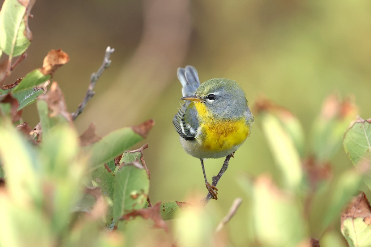 Northern Parula - ML642941712