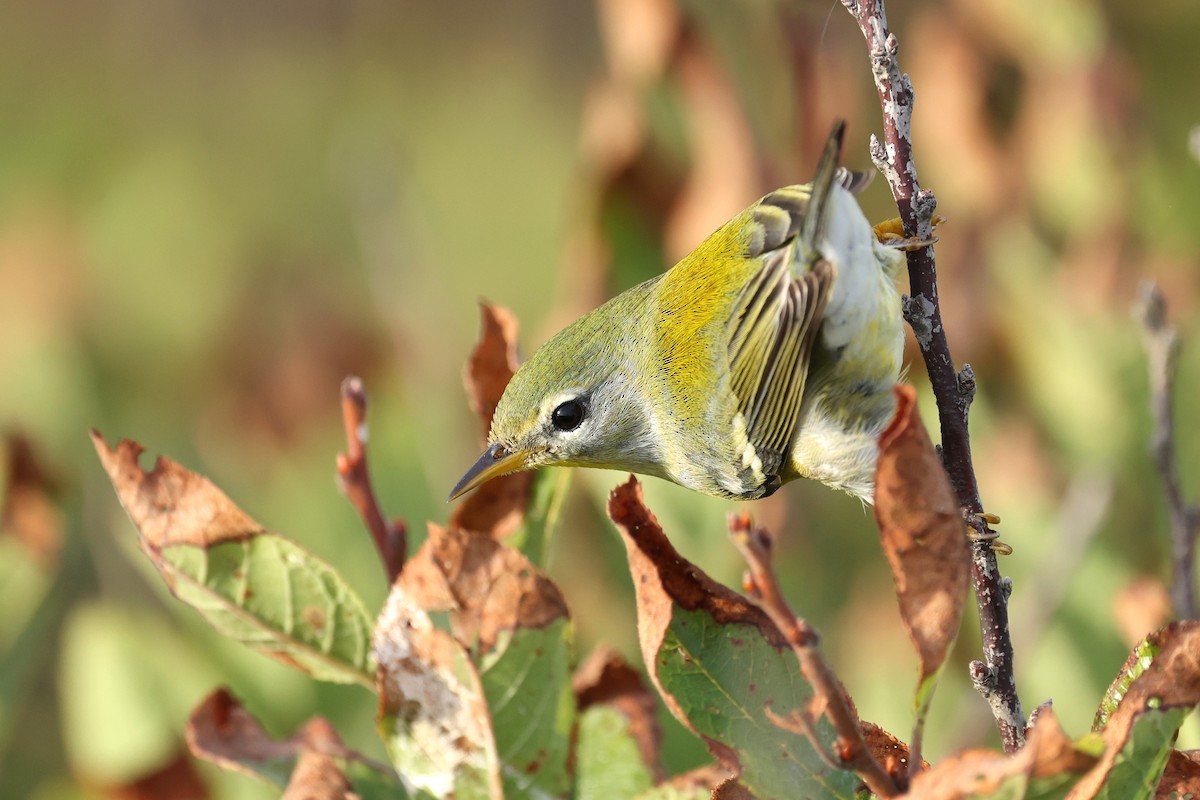 Northern Parula - ML642941713