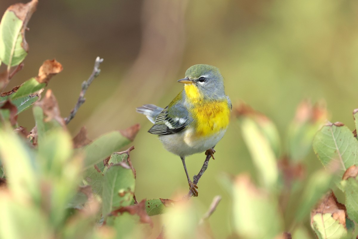 Northern Parula - ML642941714