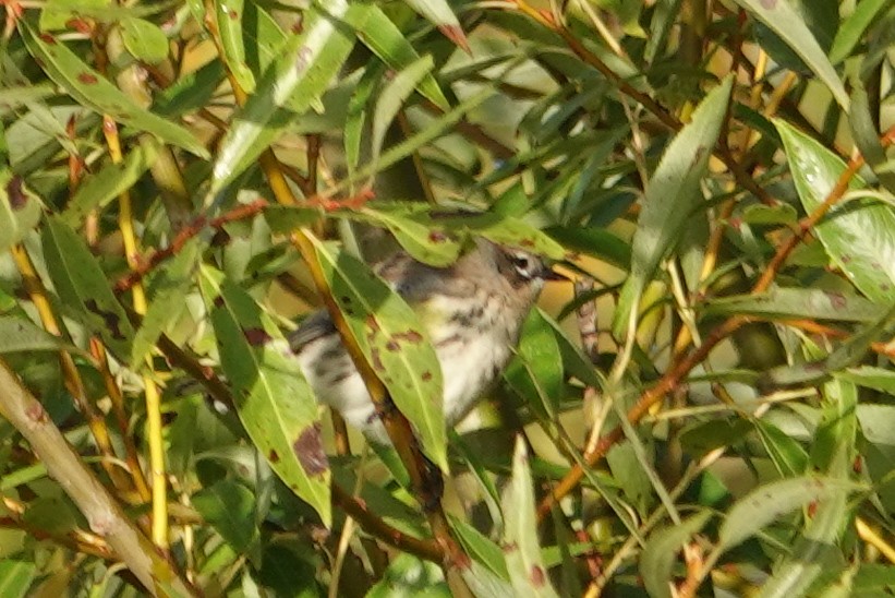 Yellow-rumped Warbler - ML642941717