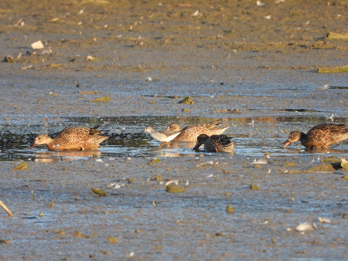 Wilson's Phalarope - ML642941718