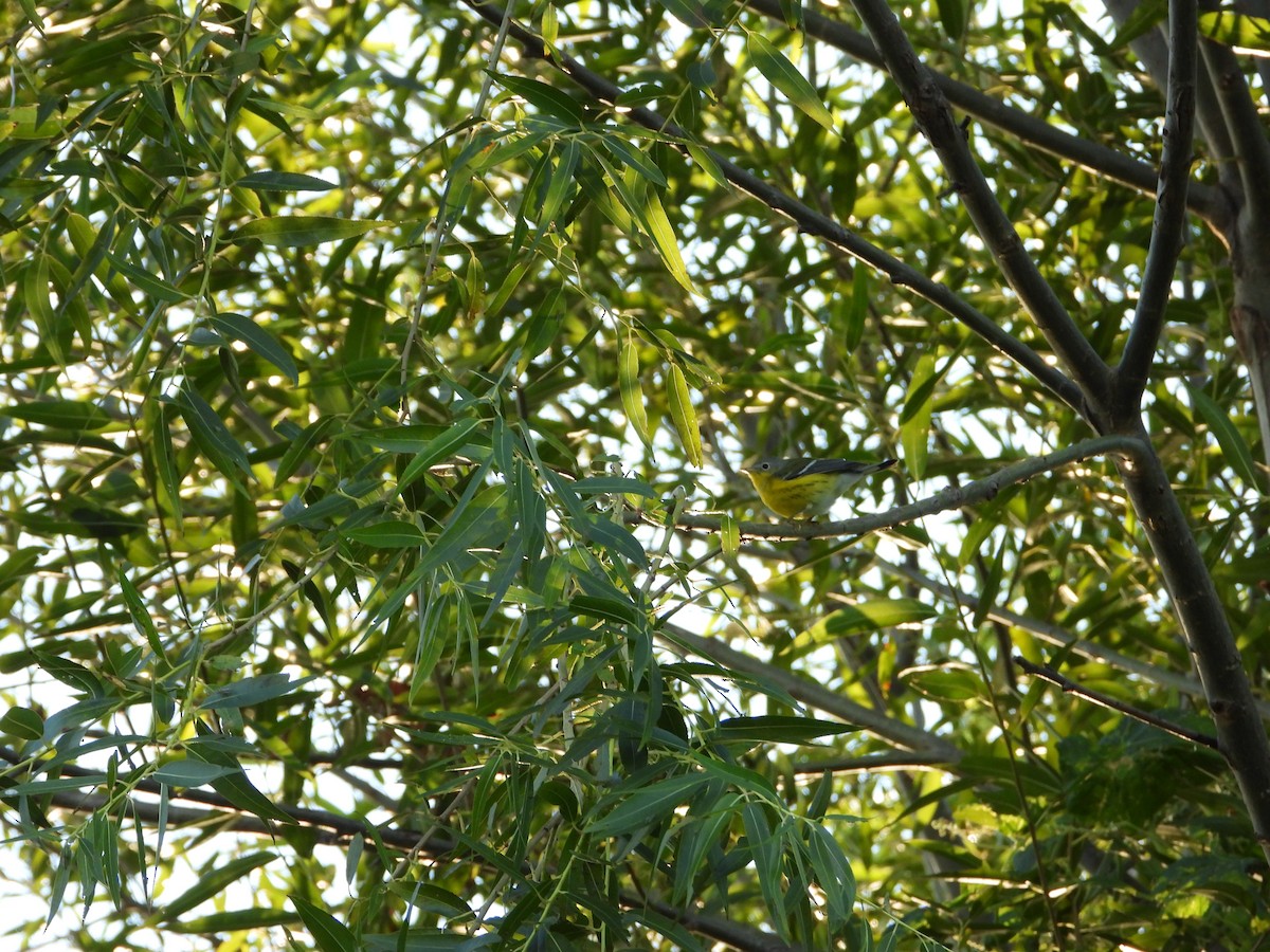 Magnolia Warbler - ML642941720