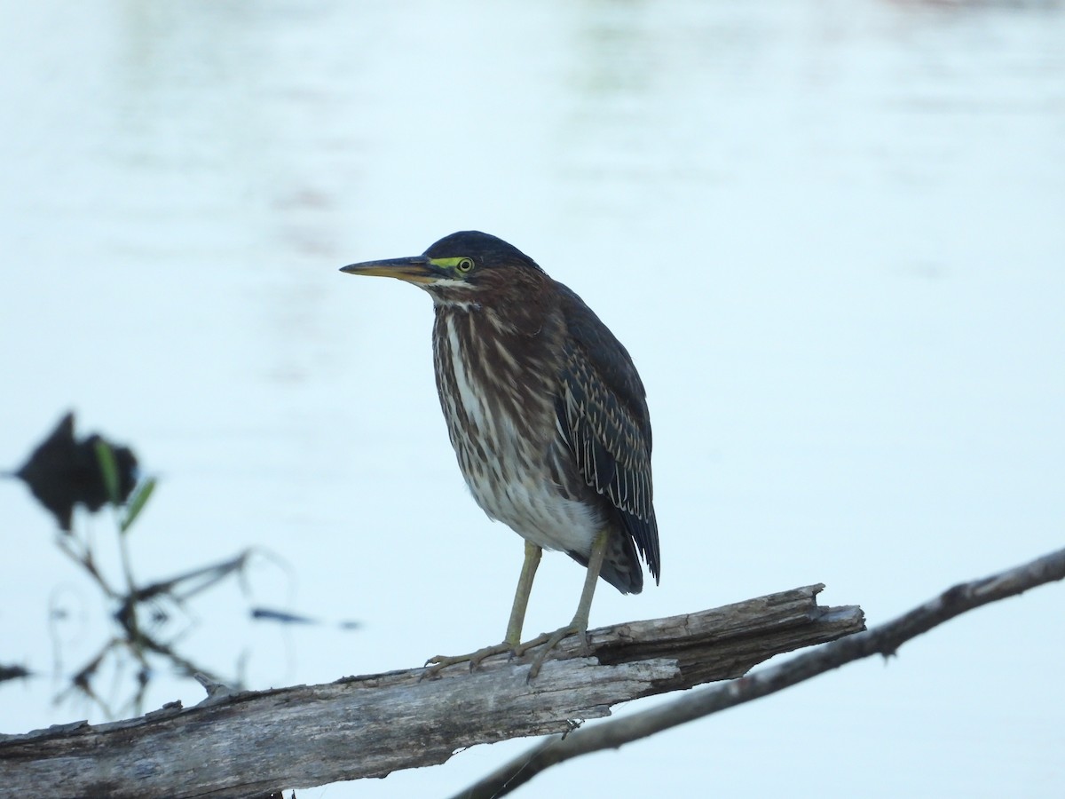 Green Heron - ML642941721