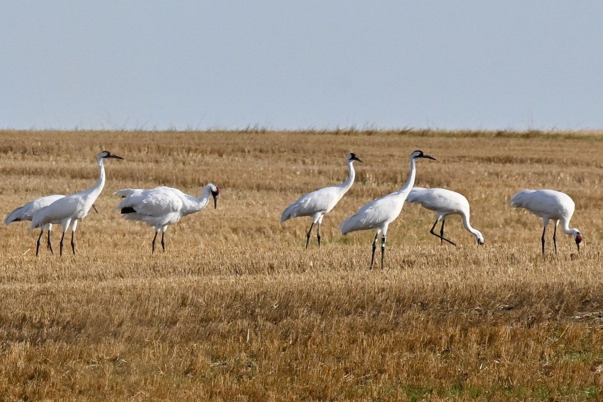 Whooping Crane - ML642941723