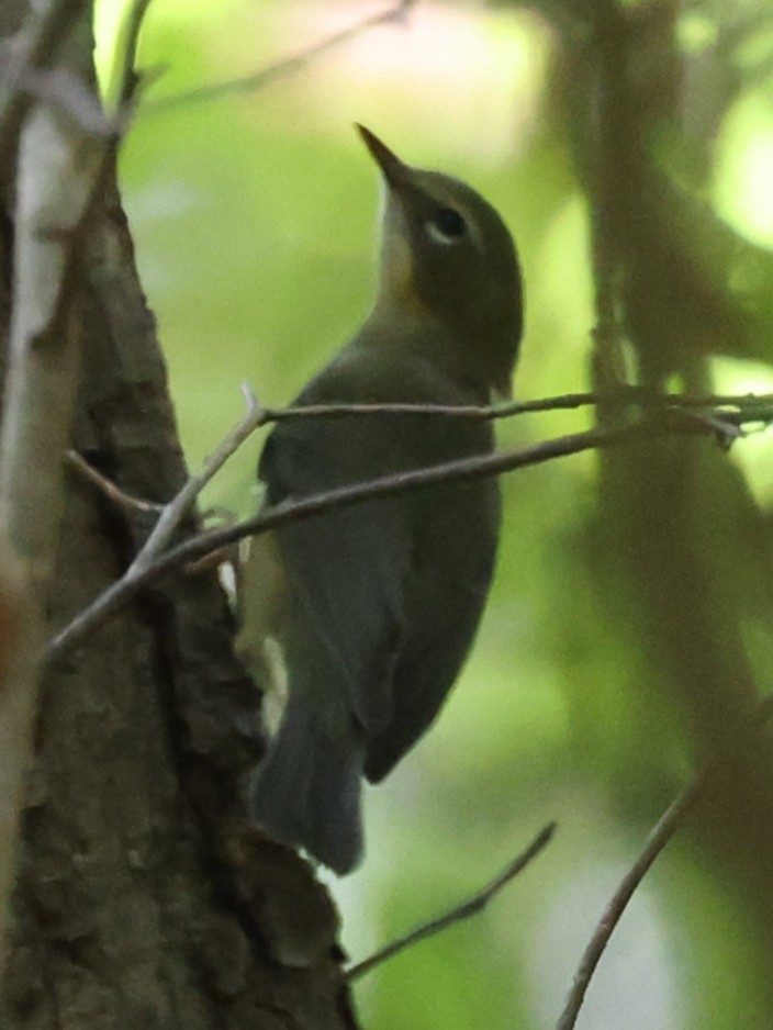 Black-throated Blue Warbler - ML642941725