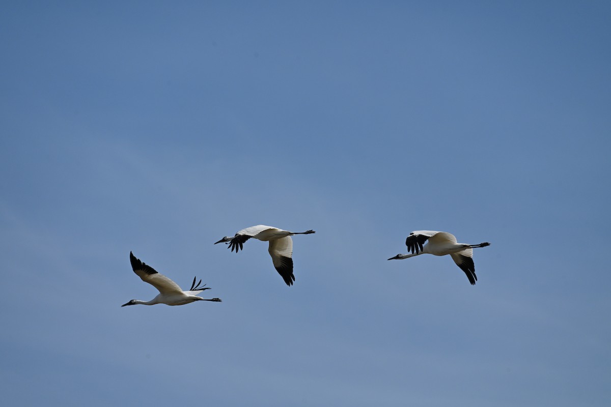 Whooping Crane - ML642941726