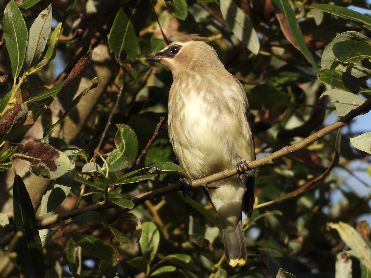 Cedar Waxwing - ML642941727