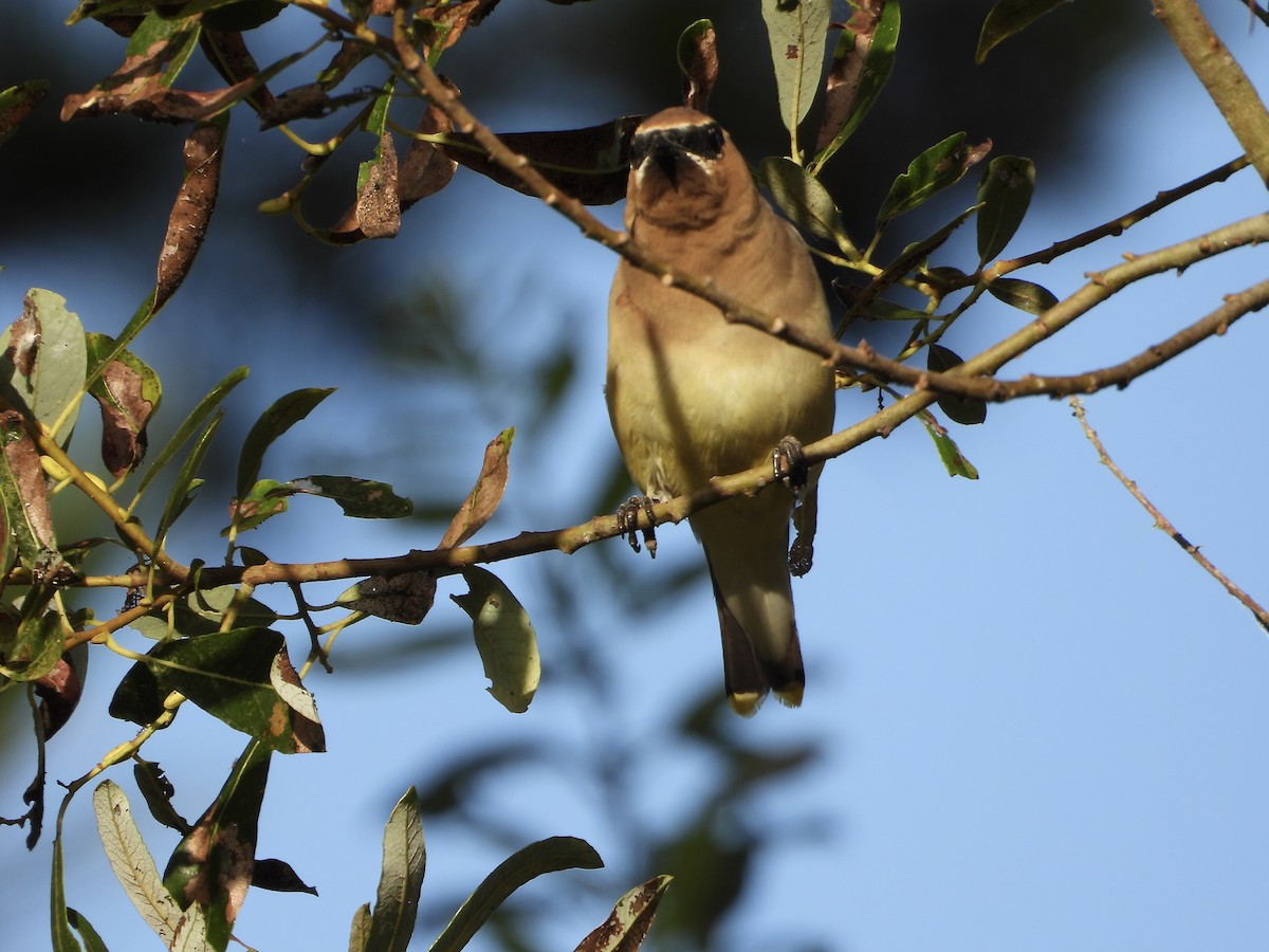 Cedar Waxwing - ML642941729