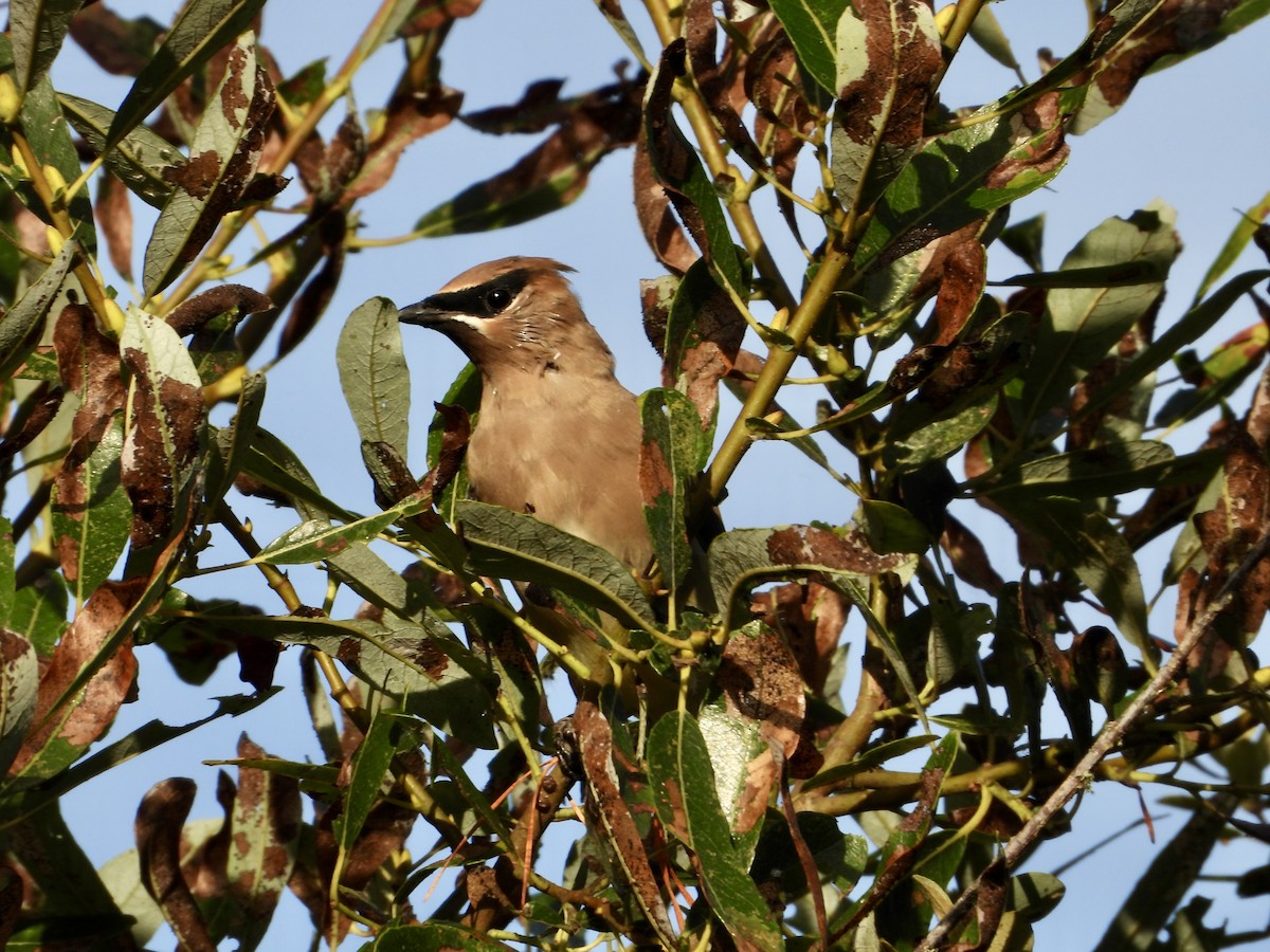 Cedar Waxwing - ML642941730