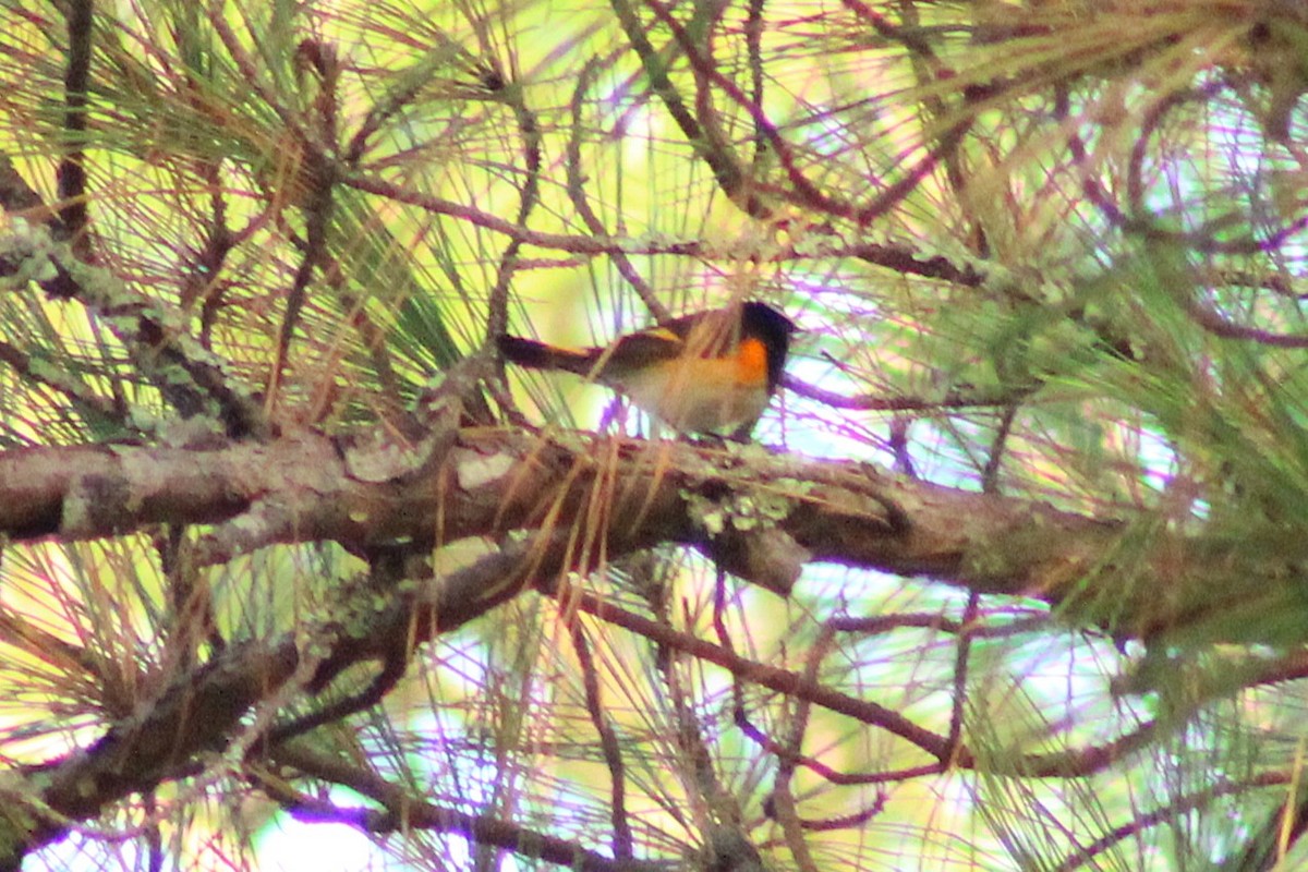 American Redstart - ML642941731