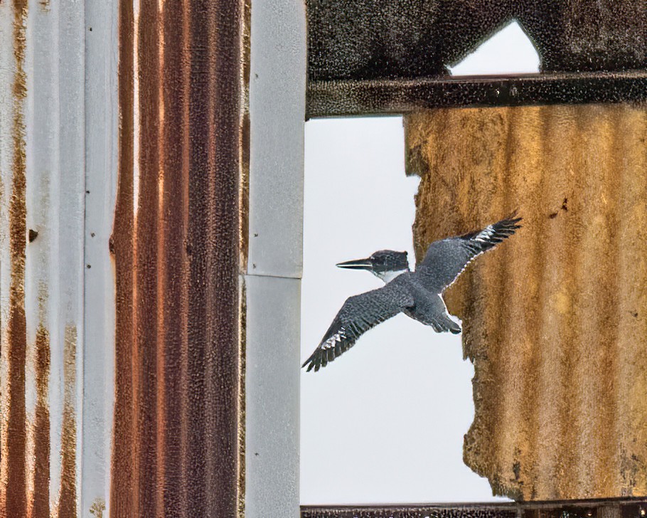 Belted Kingfisher - ML642941732