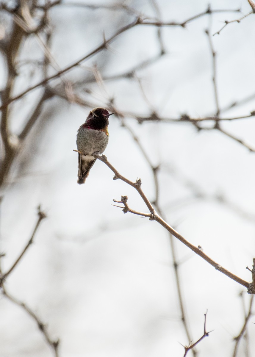 Anna's Hummingbird - ML642941733
