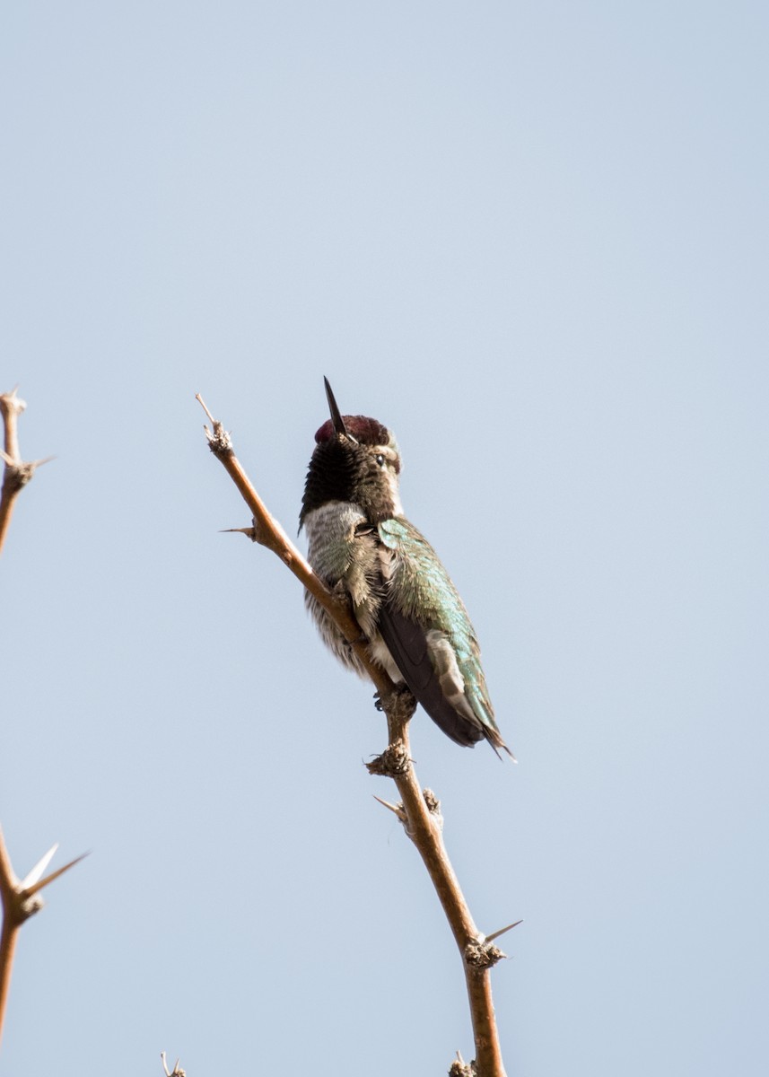 Anna's Hummingbird - ML642941734