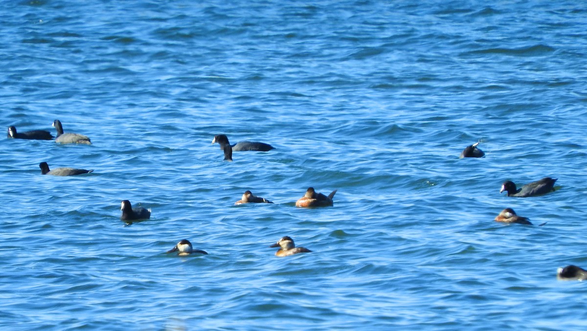 Ruddy Duck - ML642941735