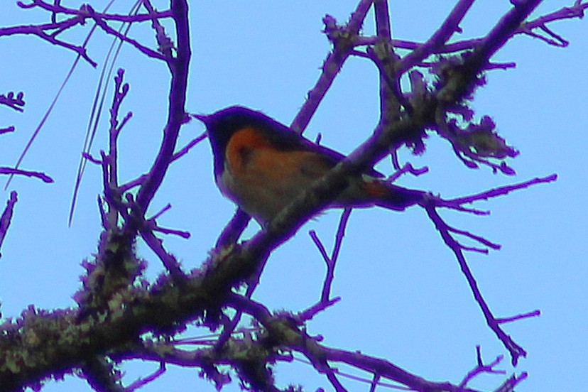 American Redstart - ML642941736